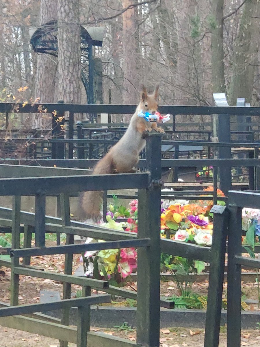 Яндекс.Картинки