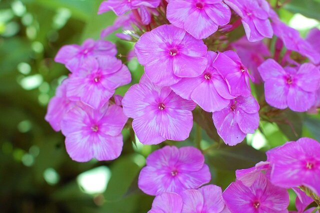 Флокс метельчатый Седая дама (Sedaya dama) 