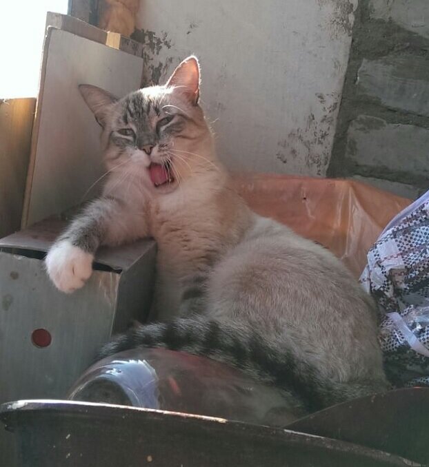 - Чё там нонче на повестке?