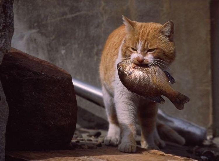 Фото с сайта Pinterest 