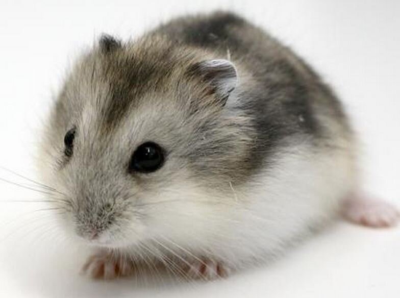 Джунгарский хомяк.