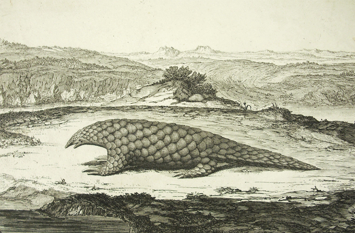 Панголин. Гравюра XVIII века