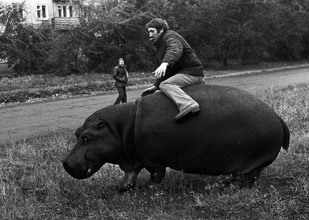 Пьяный советский рабочий пытается оседлать бегемота. Новокузнецк, 1982г.
