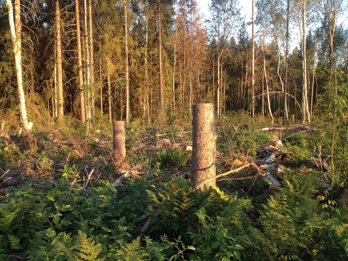 Вырубки болота, находящегося в районе деревни Тишино