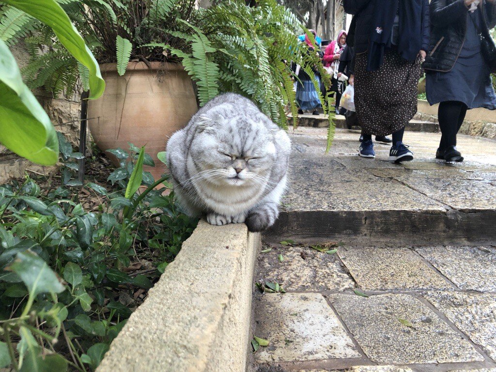 кот для привлечения внимания