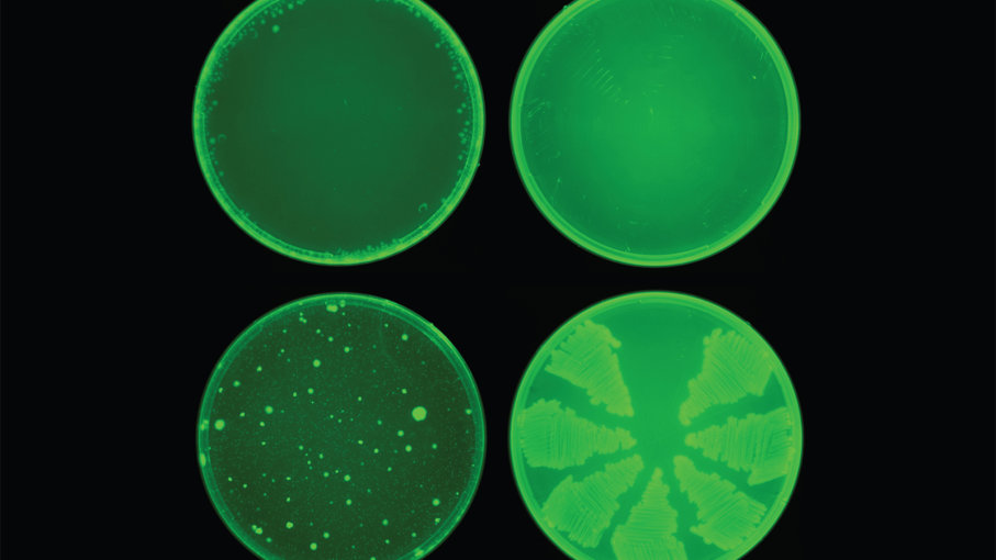 Исследователи Массачусетского технологического института использовали алгоритм машинного обучения для идентификации препарата под названием Алицин, который убивает многие штаммы бактерий. Алицин (верхний ряд) предотвращал развитие антибиотикорезистентности у E. coli , в то время как ципрофлоксацин (нижний ряд) этого не может.