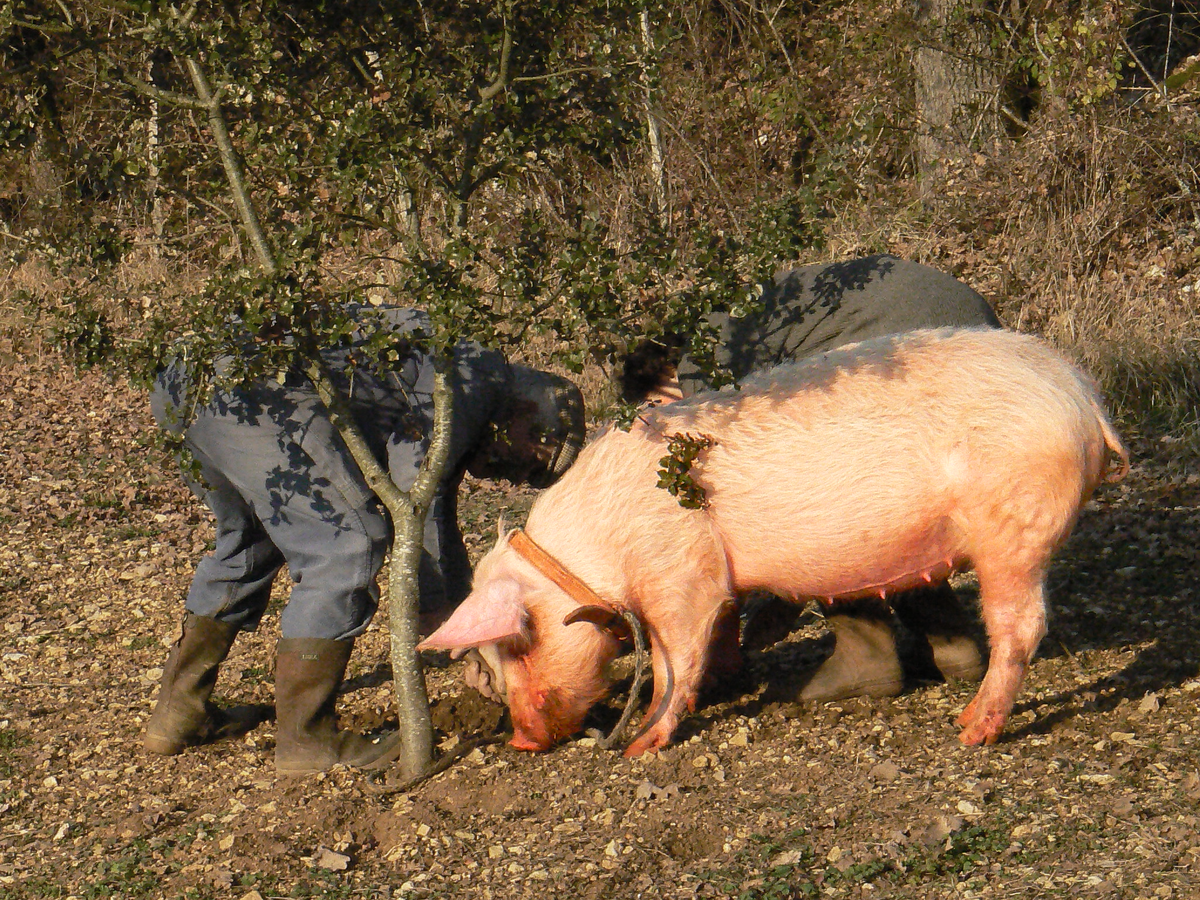 Помочь свинье. Помочь свинье. Свинья в доме. Помочь свинье. Семья свиней.