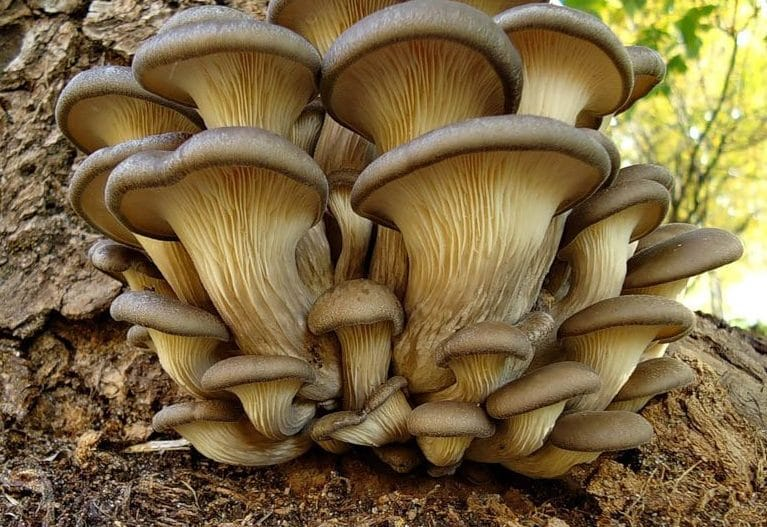 Вешенки, выращенные народным способом