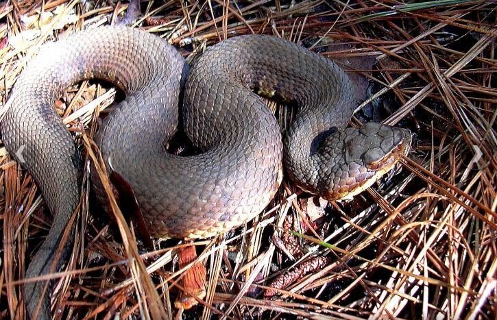 Agkistrodon piscivorus leucostoma