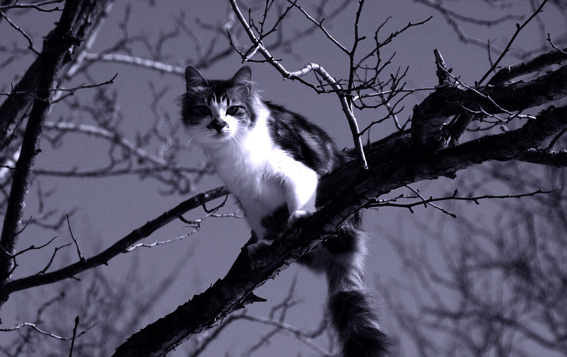 «Коты прилетели» фото 1