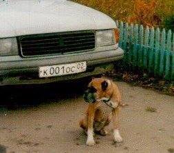 БАКСИ (дочь Ханумы Амаль и лорда Честертона) ждёт хозяина  (мной объявлена готовность номер один)... 2004 год. Фото автора.