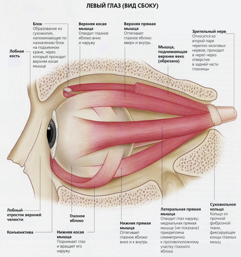 Имеет место крепления глазодвигательных мышц. Мышцы глаза человека анатомия. Иннервация наружных мышц глаза анатомия. Мышцы глазного яблока анатомия функции. Глазодвигательные мышцы глаза строение.
