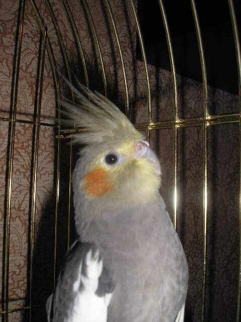 Самка, корелла