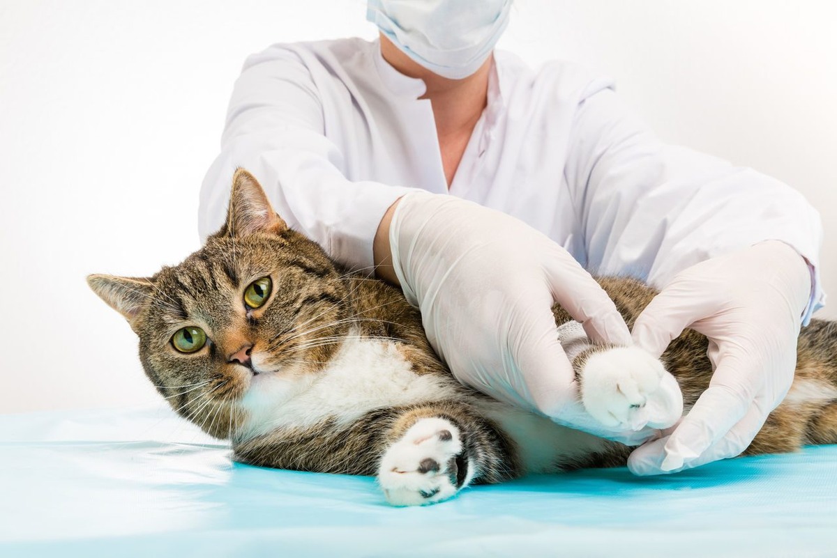 Источник картинки: https://vetklinikaspb.ru/perelomy-u-koshki