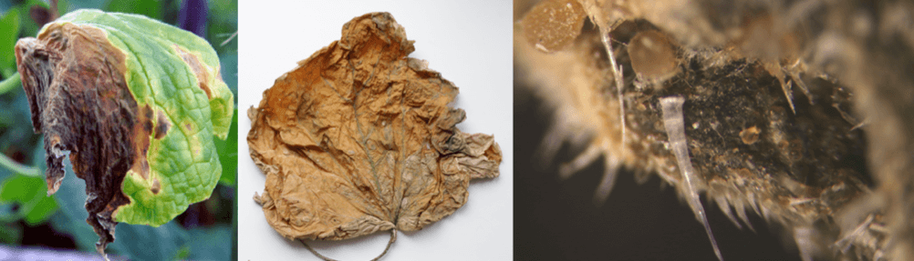 Симптомы аскохитоза на листьях огурца 
