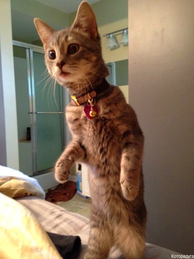 Источник: pinterest.com