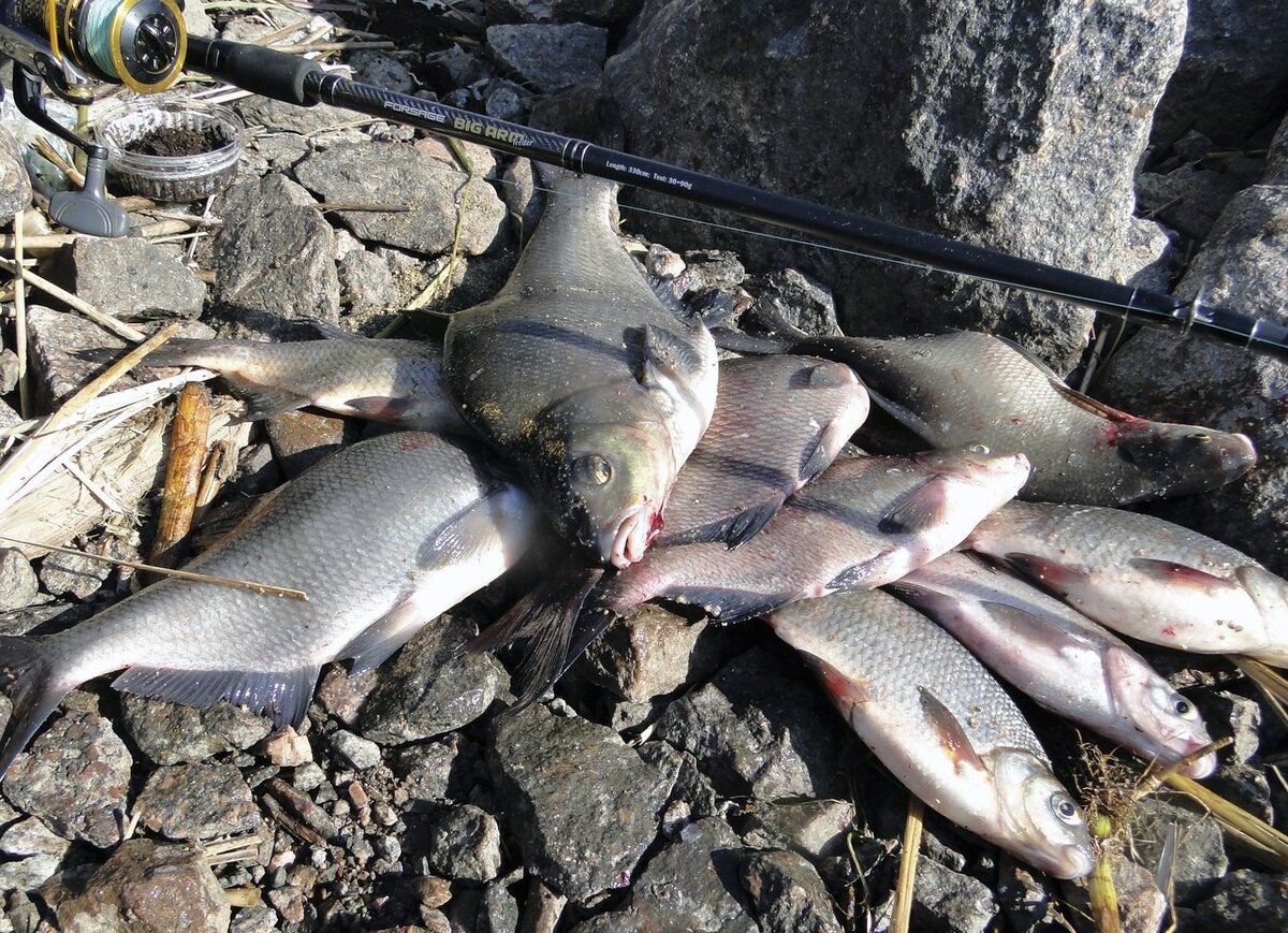 Фидер для меня это весенняя ловля белорыбицы во время нерестовых ограничений и ловля леща летом...