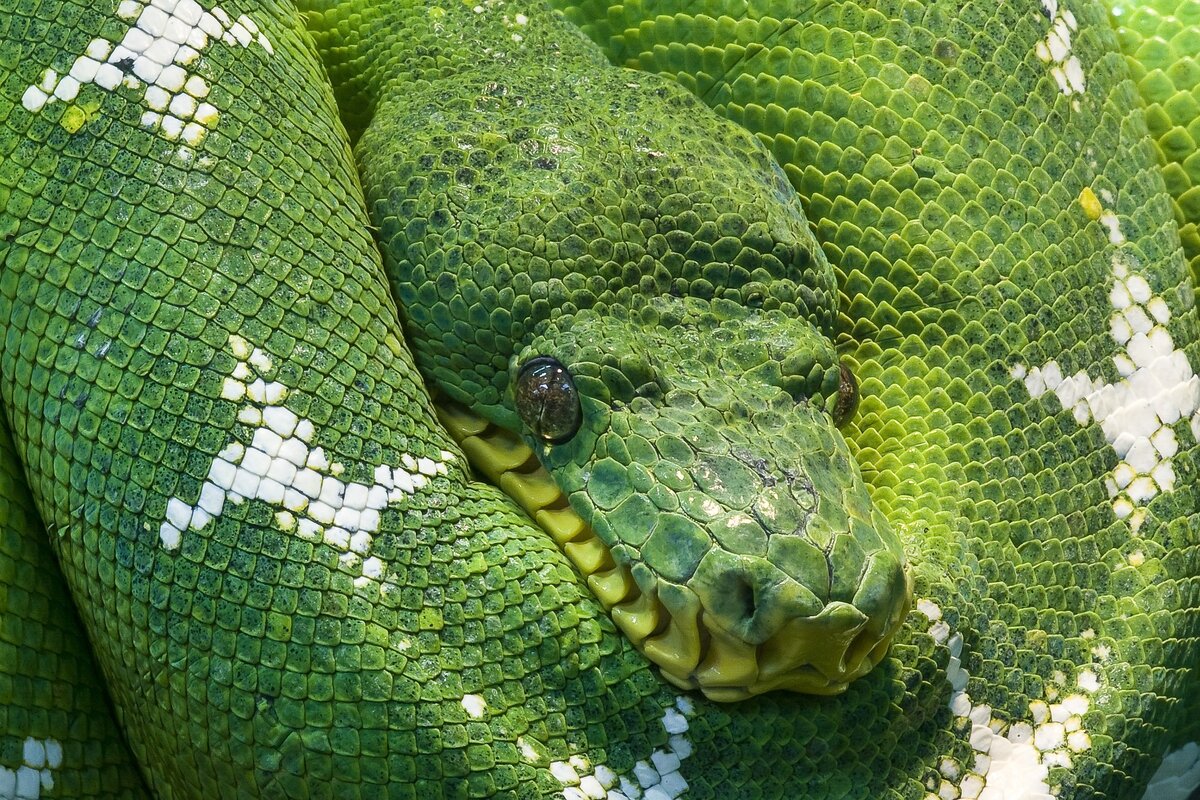 сколько спят змеи