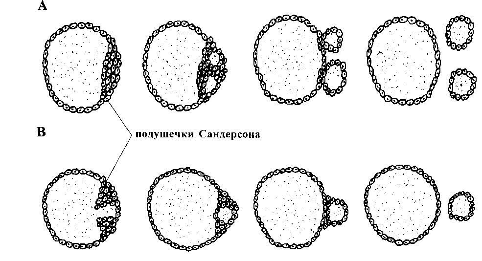 Принцип размножения фолликулов в ткани щитовидной железы. Из книги "Восстановление щитовидной железы. Руководство для пациентов" доктора А.В. Ушакова, 2008, 2011.