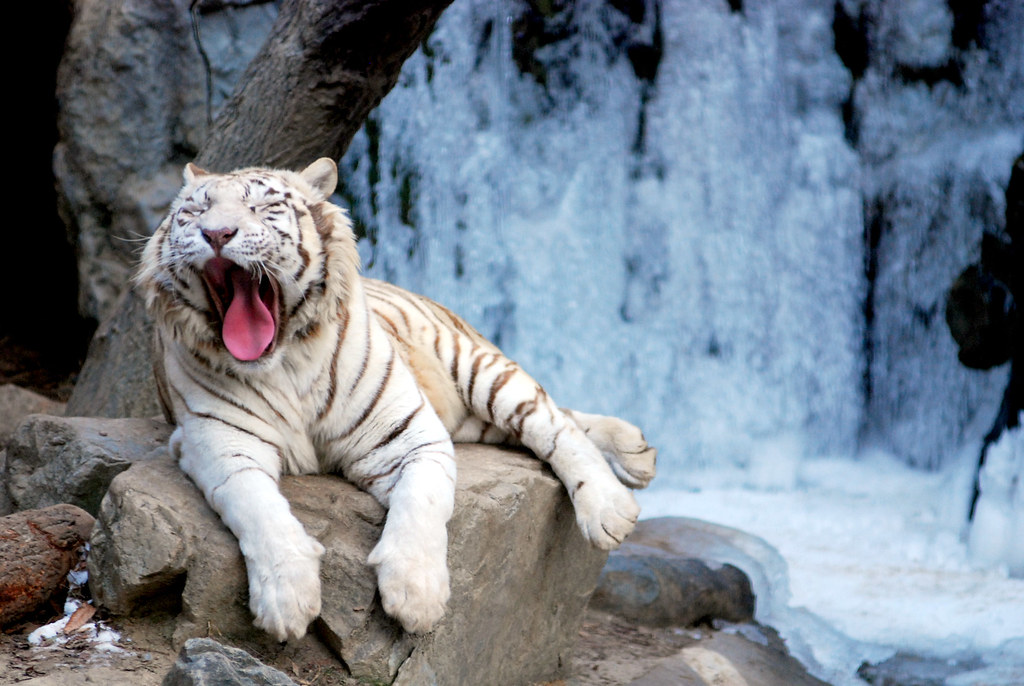 Картинки на экран рабочего стола животные 2560 x 1440 wallpaper Pesquisa Google Tiger pictures, Myrtle beach attractions