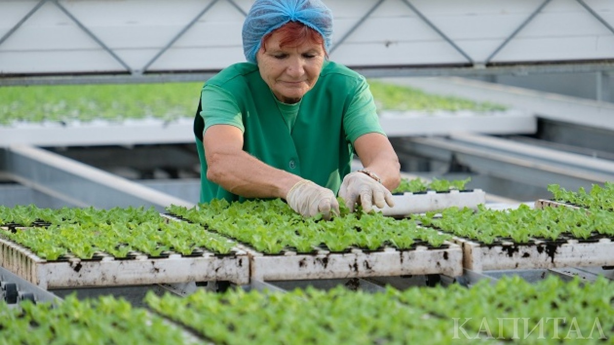 Что будут покупать люди в любой кризис? Ответ прост — продукты питания. И если на деликатесах рано или поздно начинают экономить практически все, то овощи, фрукты и зелень хорошо продаются круглый год. Именно поэтому тепличное хозяйство как бизнес — выгодное и перспективное начинание. Заняться им может абсолютно любой человек, в том числе и далекий от сельского хозяйства. Главное — умение эффективно строить бизнес, решать возникающие проблемы и не лениться.