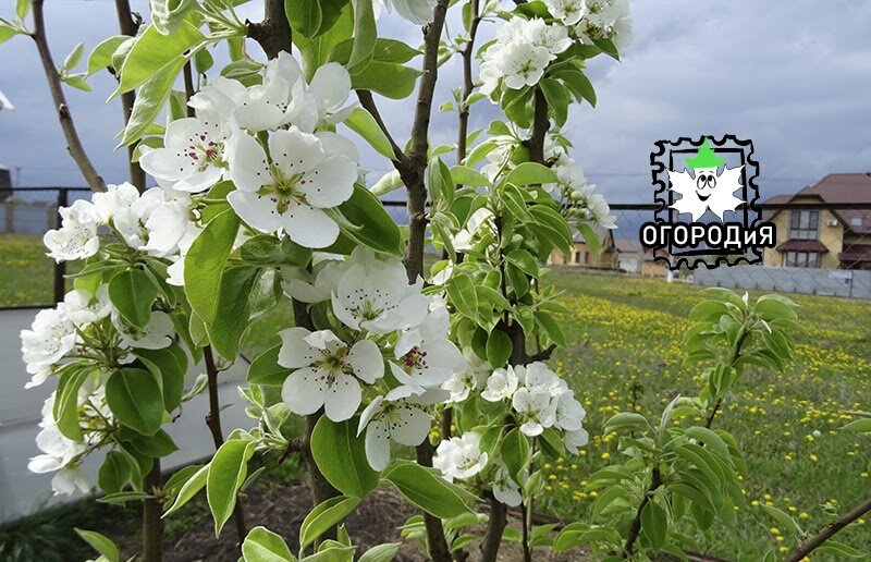 Цветет груша Мраморная