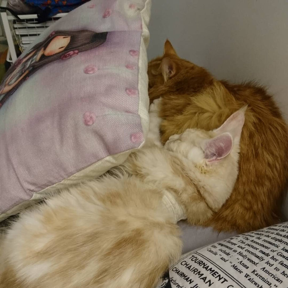 Естественно, в ветеринарках лечат кто, как и чем горазд. Хотя бы не поят котов серебрянной водой или травяным отварами - хотя, думаю, может, и это практикуют.
 в первый же день приема оставили в клинике больше 30 000 тысяч рублей - получив абсолютно не нужный нам диетический корм, иммуномодуляторы и в дополнение ко всему собачью вакцину от коронавируса, как говорится, купили все лучшее сразу.
