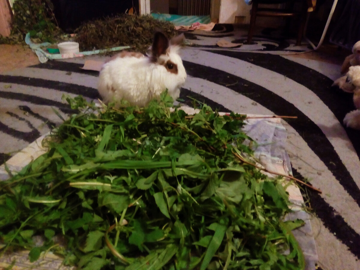 Тошка: "Вот сколько у меня еды! А Принцесса сбежала в спальню!" Фото автора.