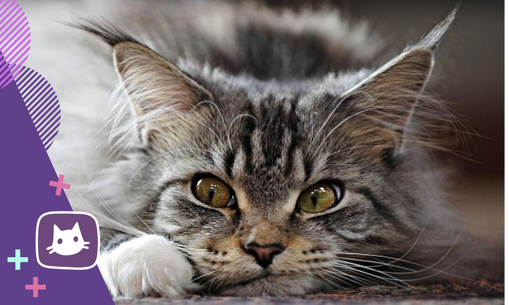 😿Если у кошки запор: причины и что делать | Нос, хвост, лапы | Дзен