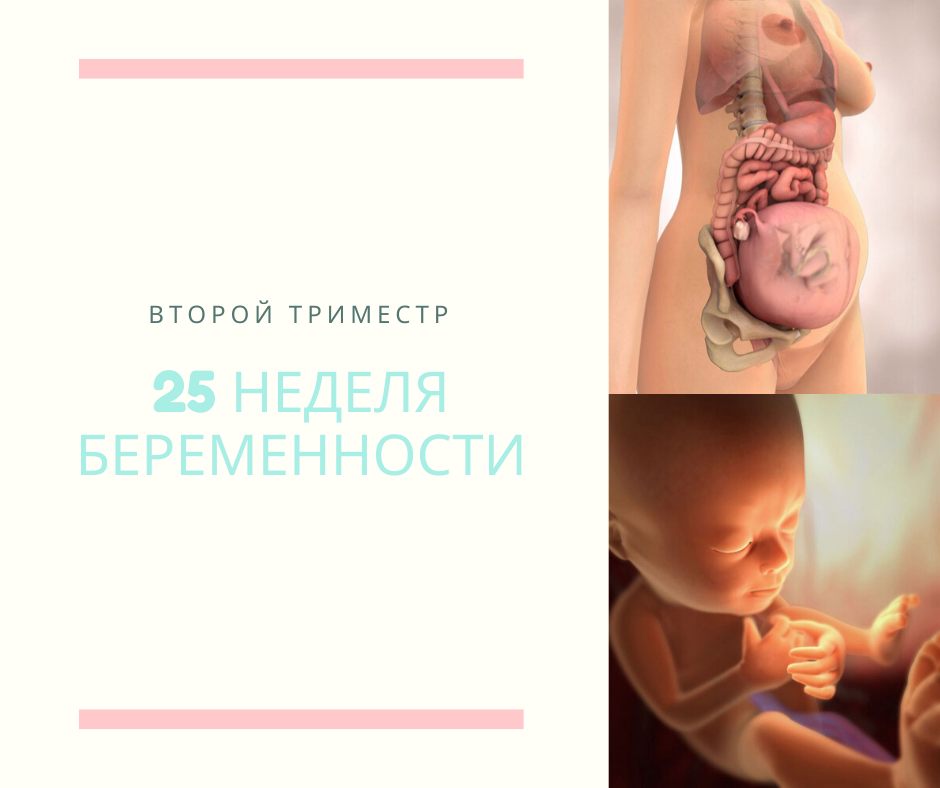 7 месяц - (25-28 неделя) »