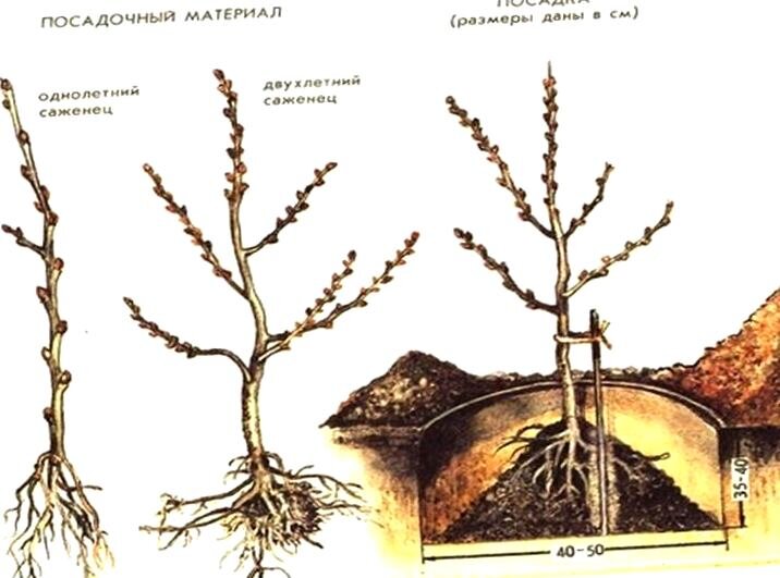 Взято из открытых источников
