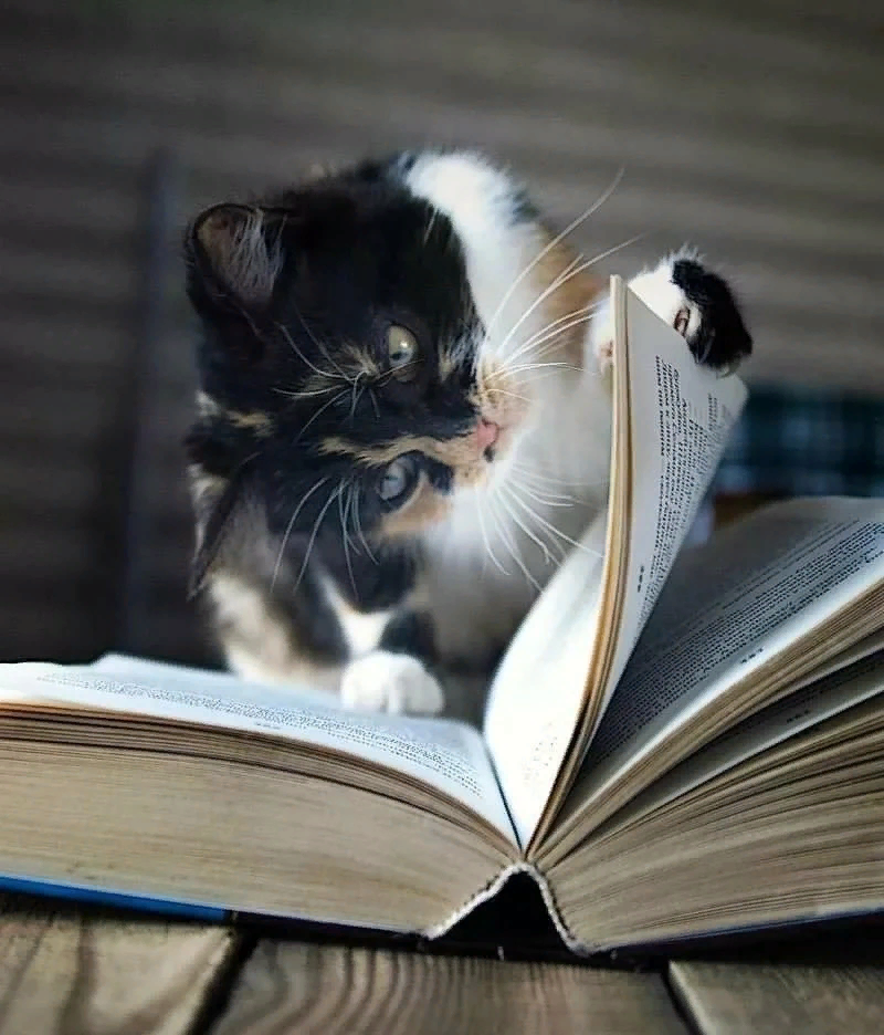 Все котики очень мудры, так как черпают знания из книг🐈