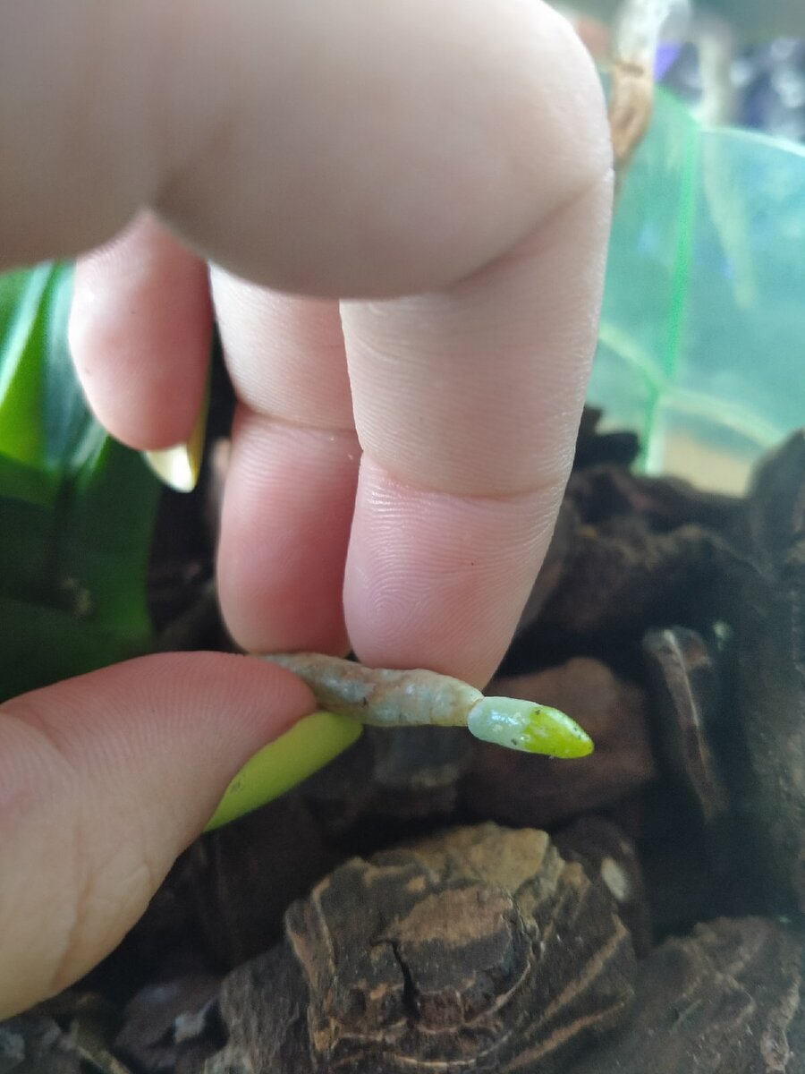 Beauty-красота/хозяйка ещё та