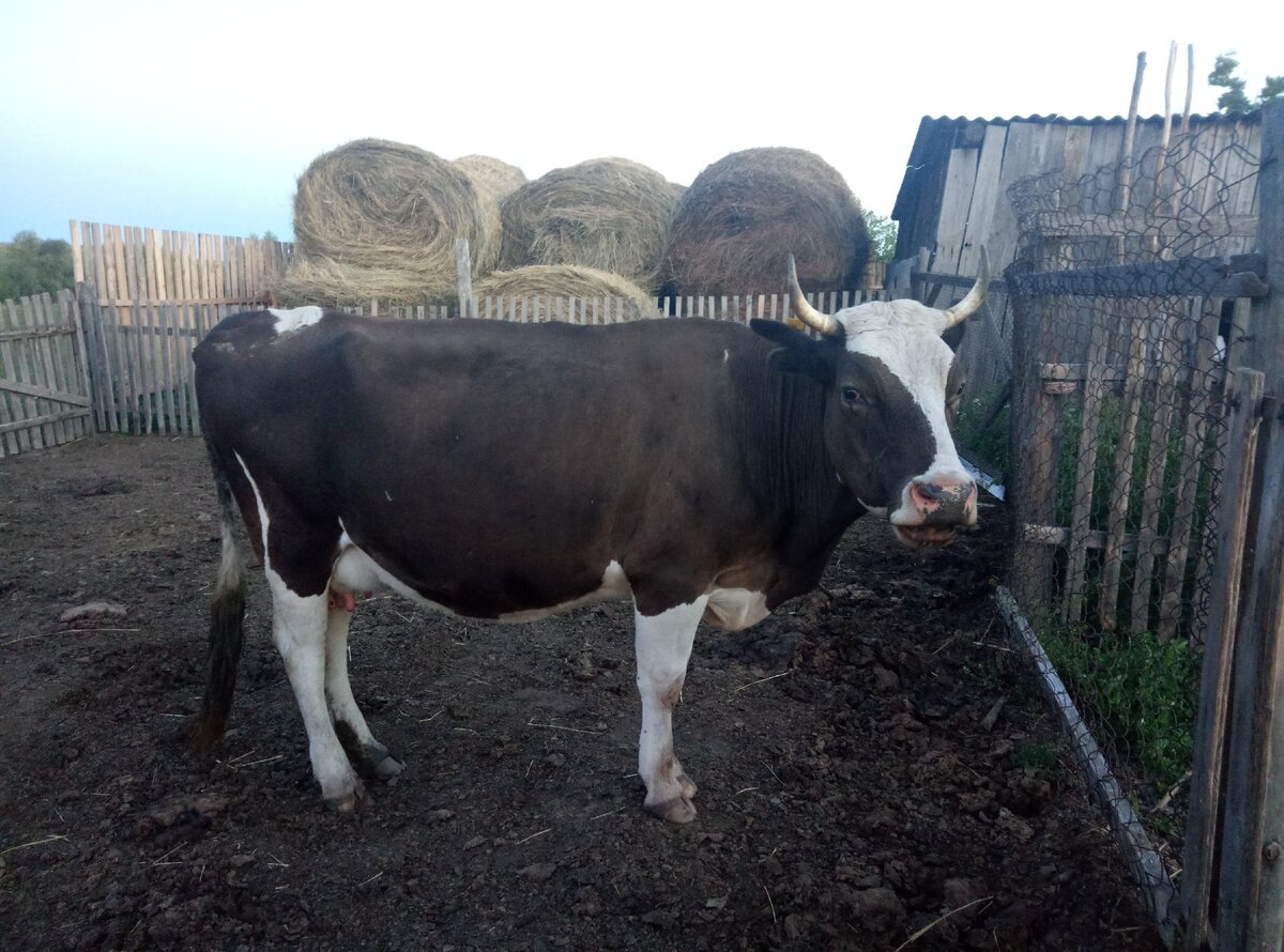 Наша Апрюшечка