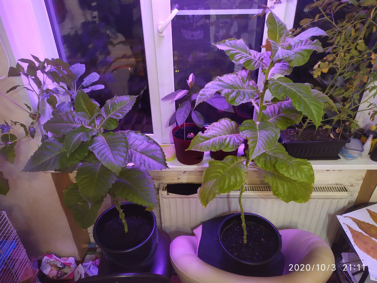 Высота левого ~64 см; высота правого ~92 см