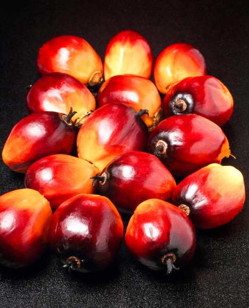 Плоды из которых масло