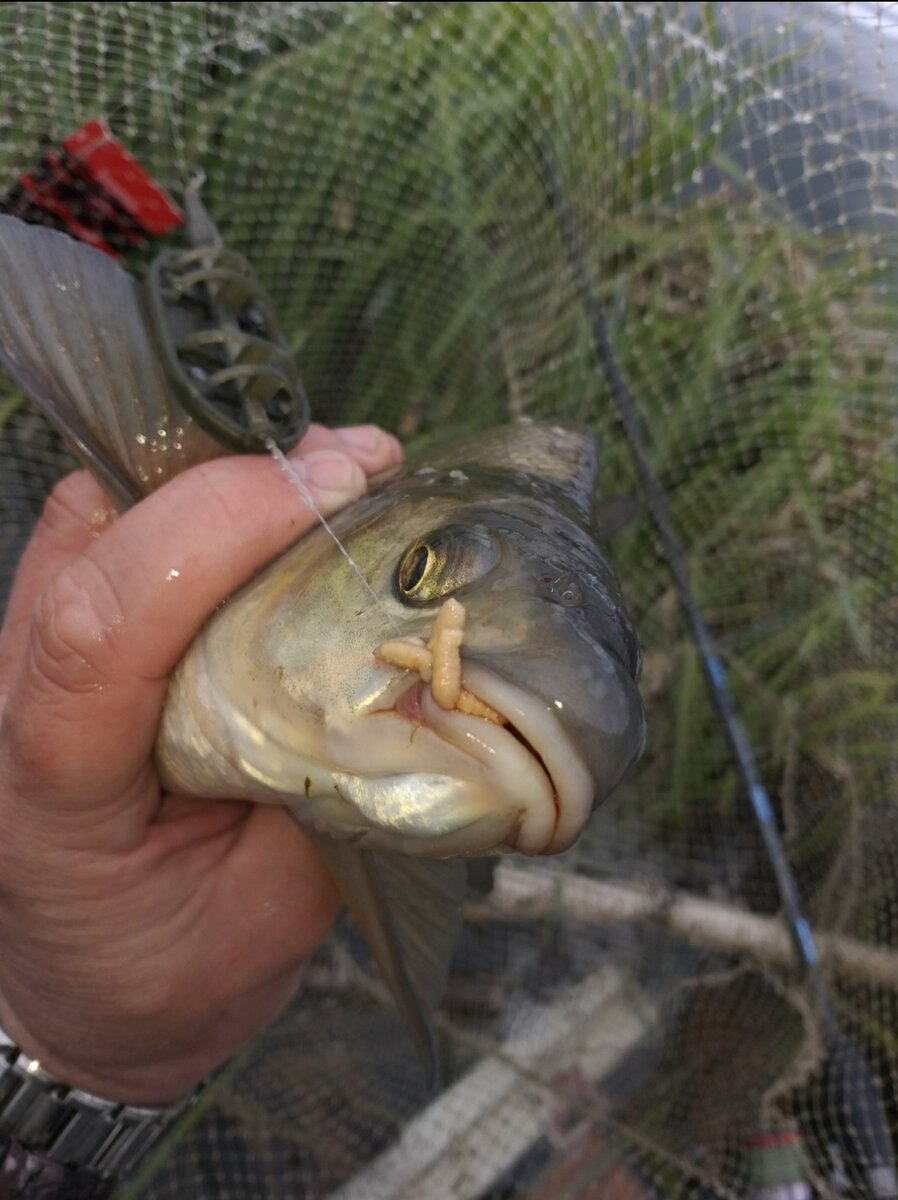 Первый красавец