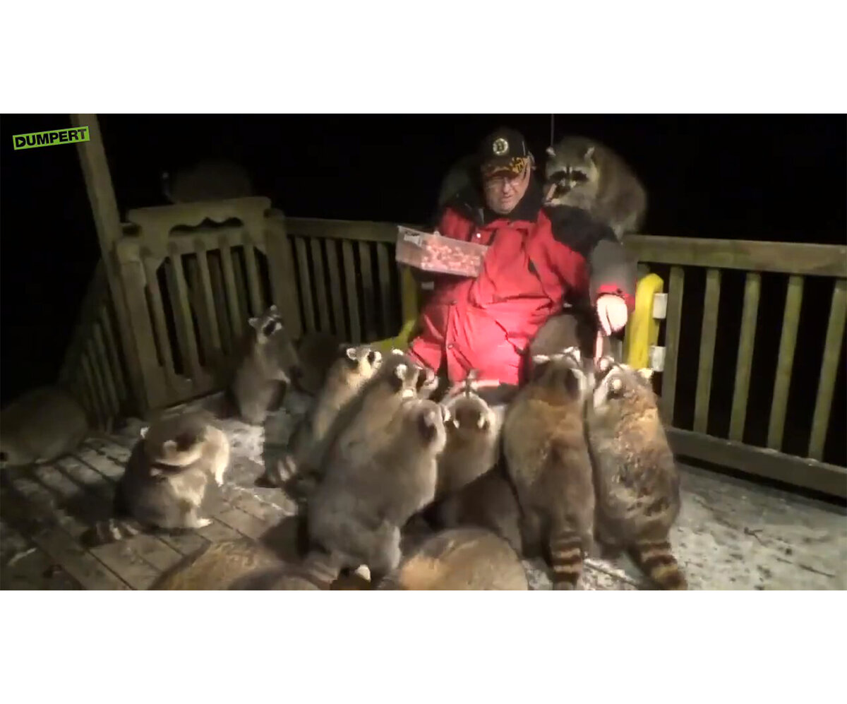 Джексон и его любимые еноты.