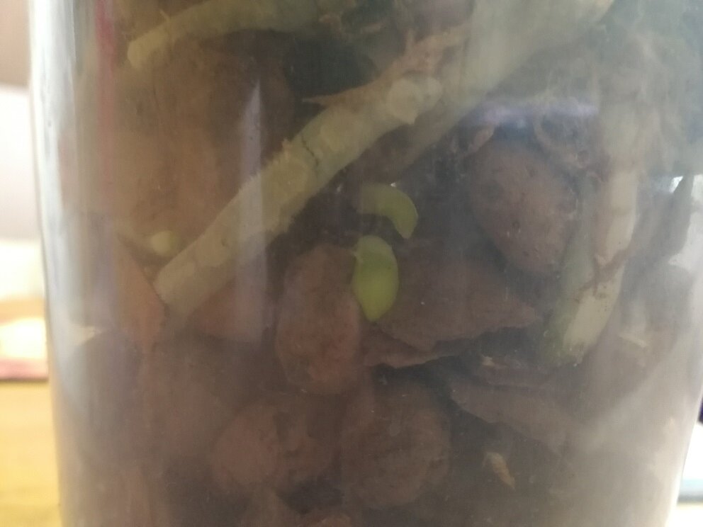 Некоторые корешки отломились полностью