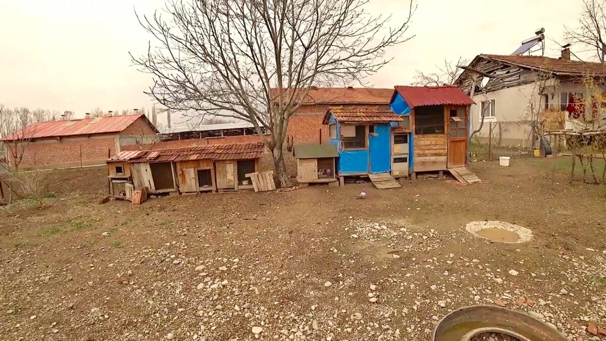 Столько много у них голубятен