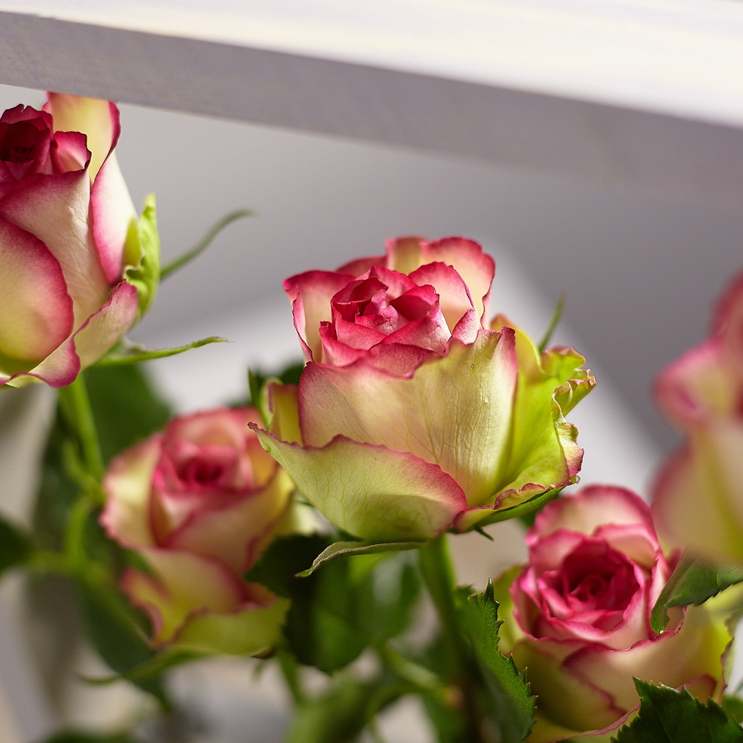 Как выбрать свежие розы в магазине: рекомендации флористов