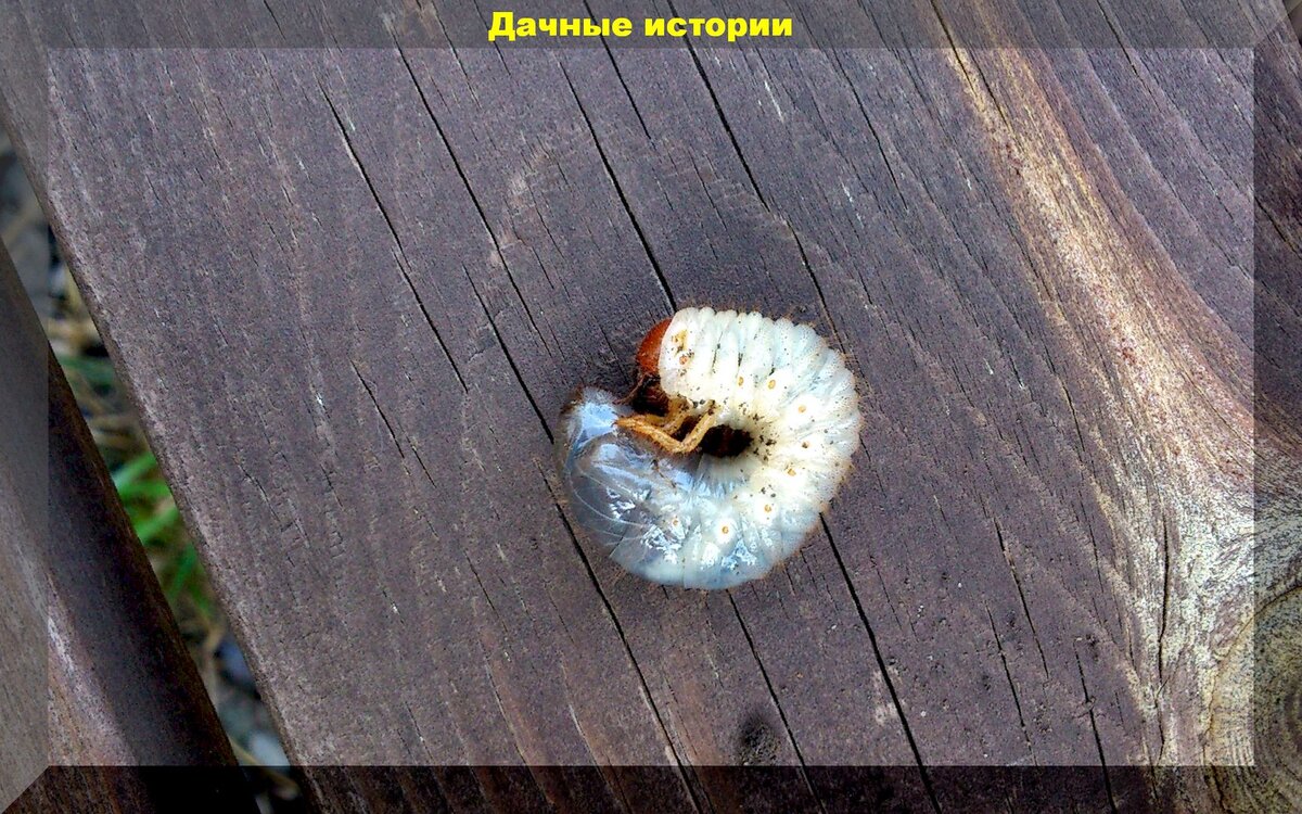 https://vk.com/photo-159774511_457244815