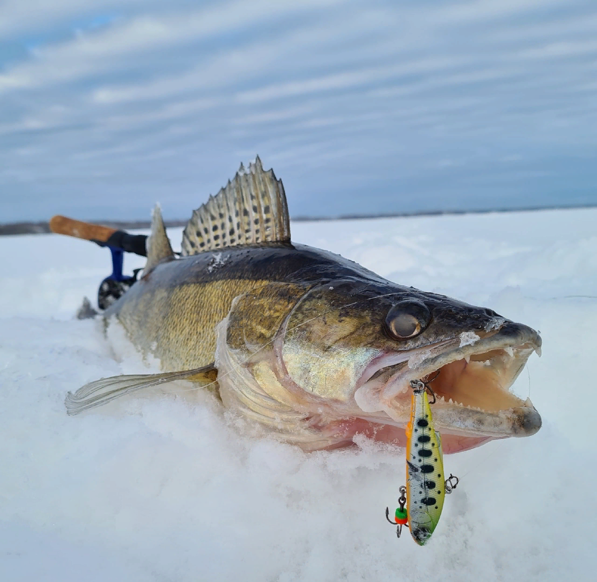 Нюансы ловли судака зимой от рыболова - эксперта компании Salmo Russia ...