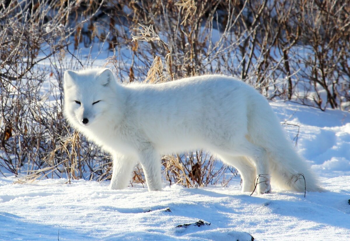 Да-да. Вот он именно и будет! Фото из интернета