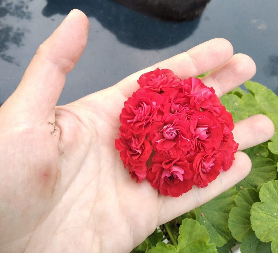 Полный роспуск