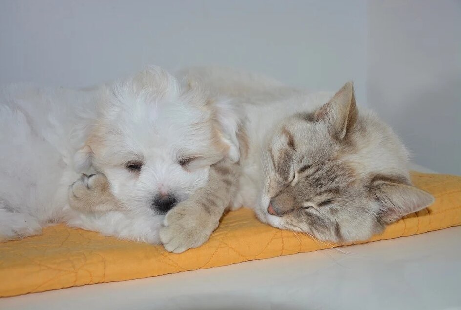 Кошка и собака