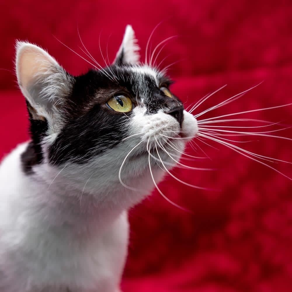 Учитывайте предпочтения своей кошки