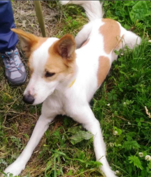 Фото из интернета. Похожа собака на Чайку, но не она.