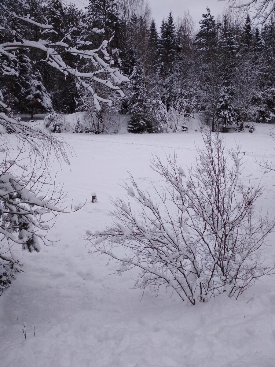 Посадка сосны.