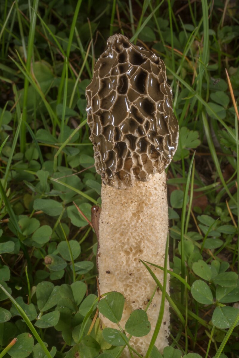 А вот зрелый Адриан из самой Америки (фото пользователя Asergeev)